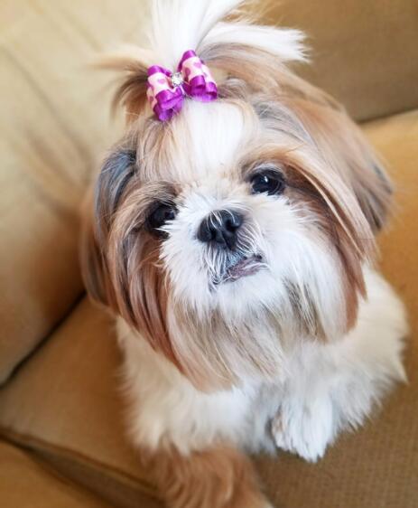 KFX-1305021 Pet Head Floral Bow Hair Accessory for Pets - Japanese & Korean Style, Cloth Decoration, 3x4cm