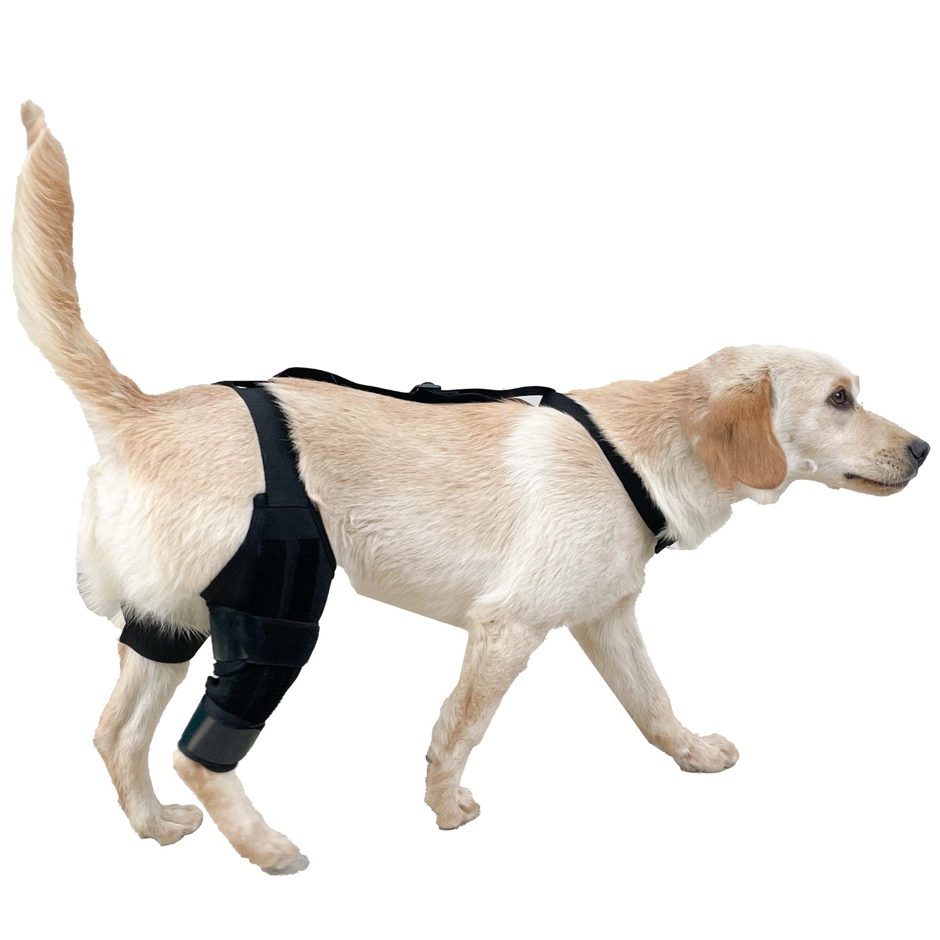 KFX-1313341 Dog Knee Brace with Auxiliary Belt for Joint Support and Protection