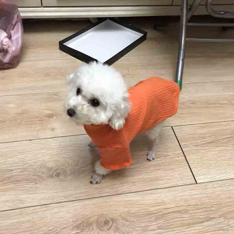 KFX-1316285 Teddy Cat and Pomeranian Dog Bottom Shirt - Comfortable Cotton Summer Wear for Small Pets
