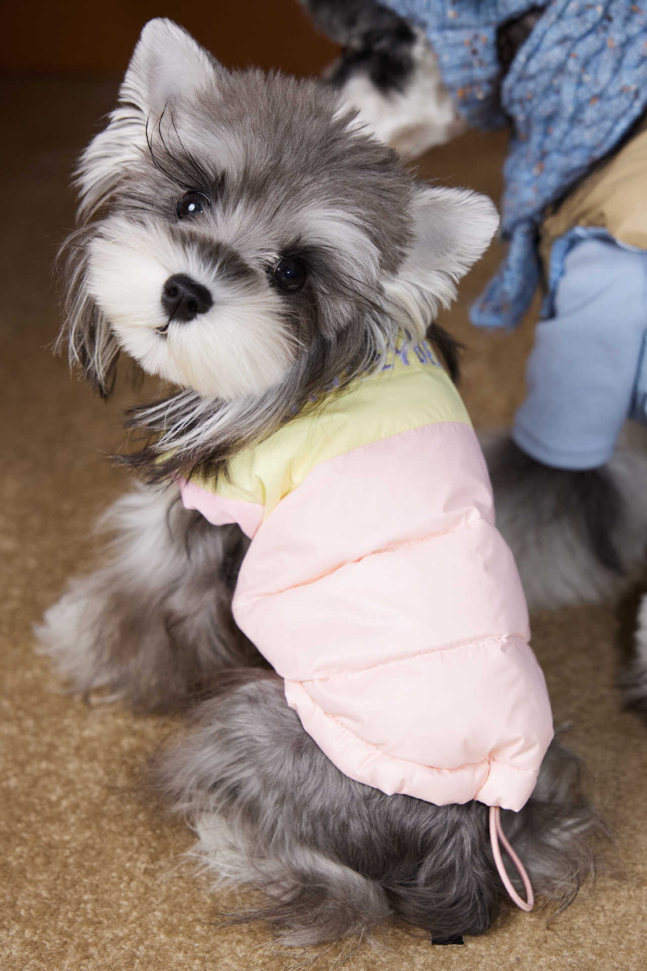 KFX-1364541 Autumn and Winter Down Vest for Pets - Stylish Casual Vest in Blue and Pink