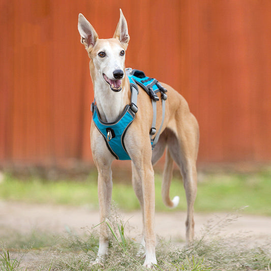 KFX-1484605 Reflective and Breathable Pet Chest Harness with Adjustable Traction Rope