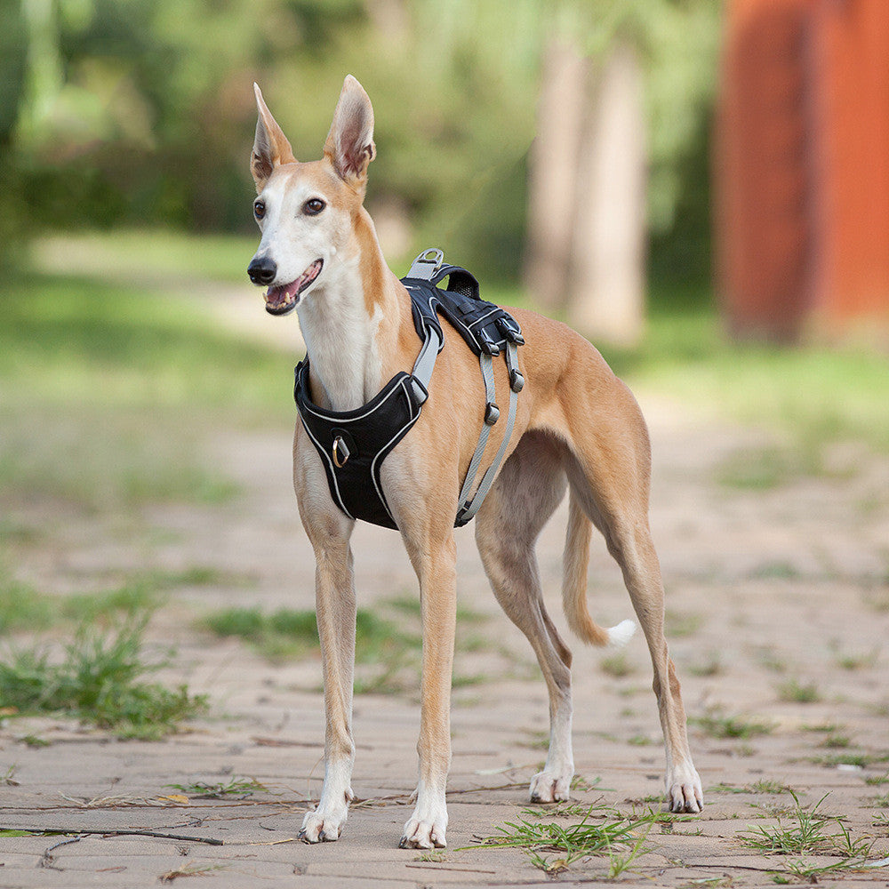 KFX-1484605 Reflective and Breathable Pet Chest Harness with Adjustable Traction Rope
