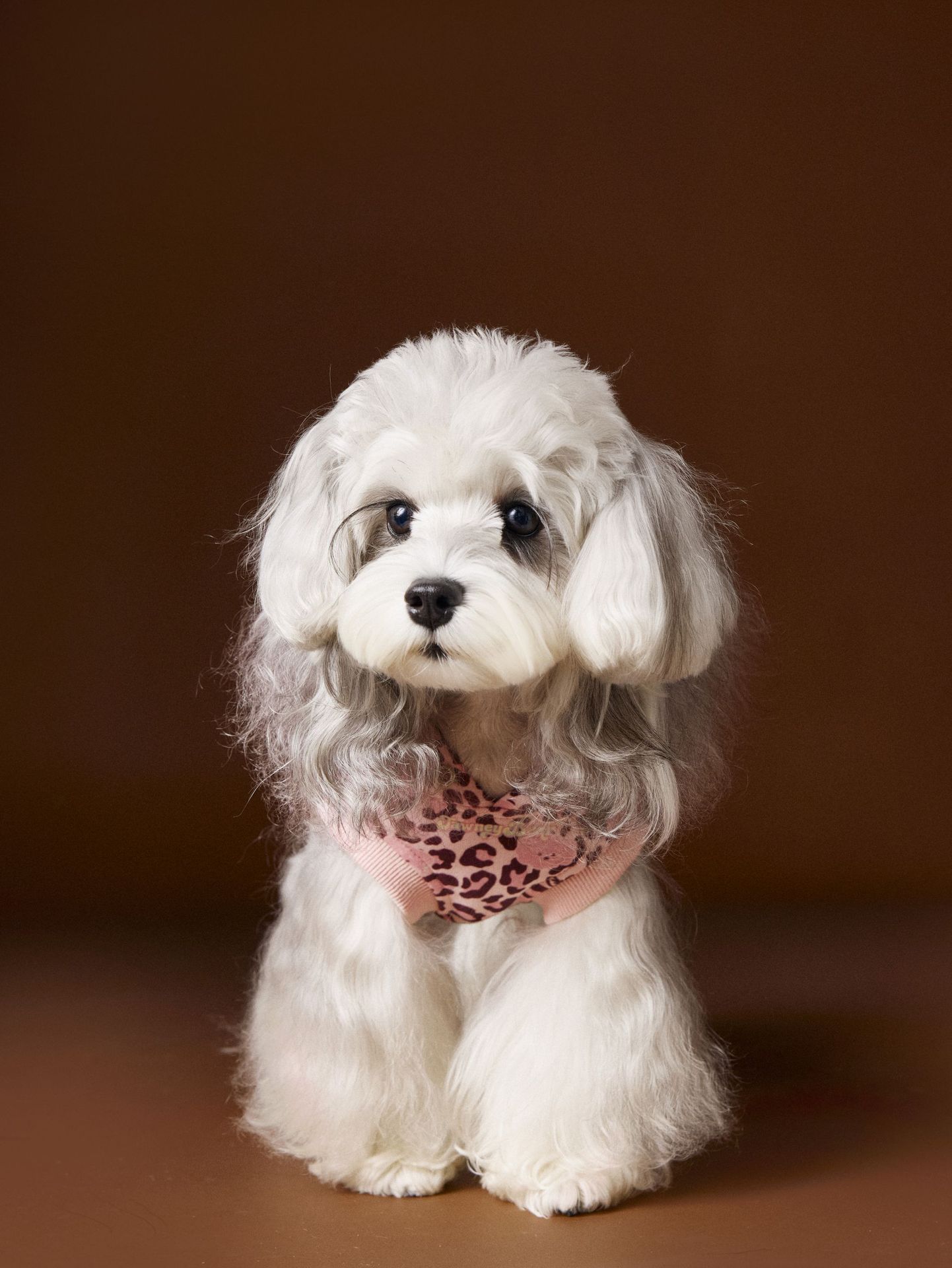 KFX-1495613 Leopard Print Hooded Sleeveless Sweater for Pets in Coffee and Pink