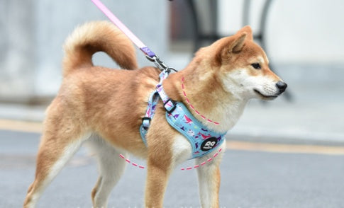 KFX-1621437 Y-shaped Oxford Cloth Dog Harness Vest with Reflective Strips and Breathable Mesh - Small and Medium Sizes Available