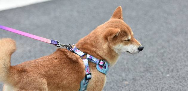 KFX-1621437 Y-shaped Oxford Cloth Dog Harness Vest with Reflective Strips and Breathable Mesh - Small and Medium Sizes Available