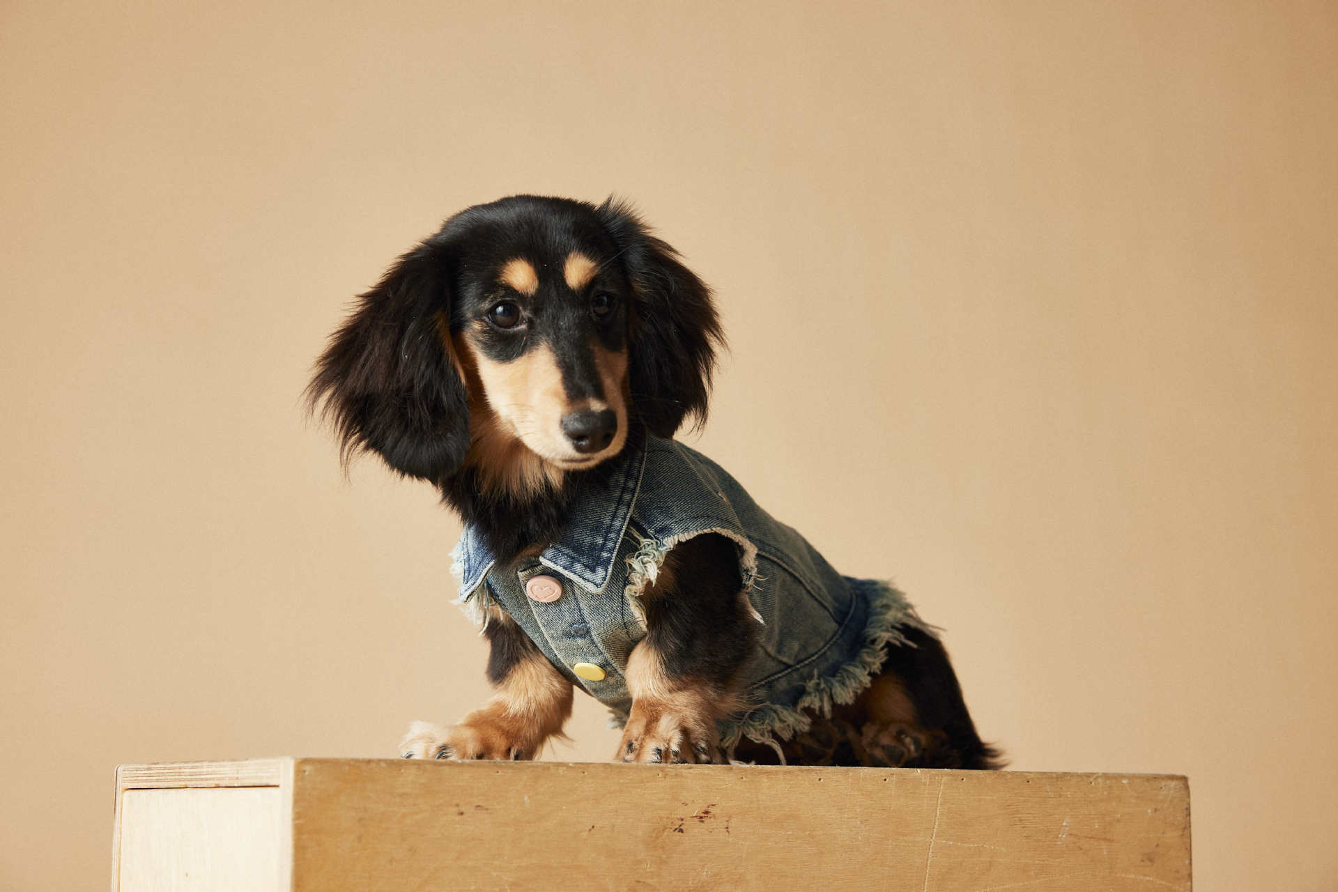 KFX-1632445 Maltese Schnauzer Sleeveless Denim Vest with Embroidered Design for Pets