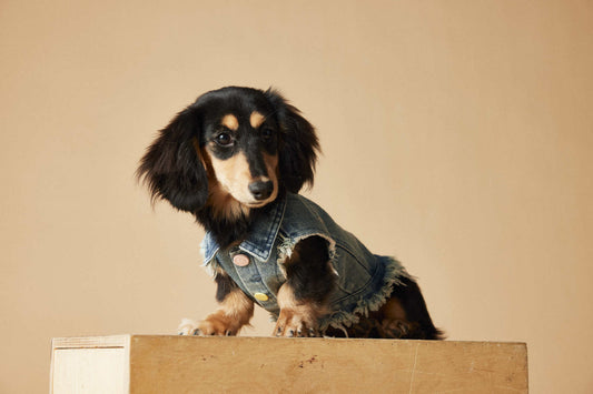 KFX-1632445 Maltese Schnauzer Sleeveless Denim Vest with Embroidered Design for Pets