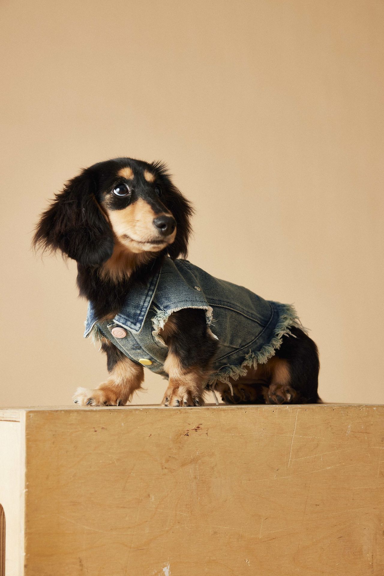 KFX-1632445 Maltese Schnauzer Sleeveless Denim Vest with Embroidered Design for Pets