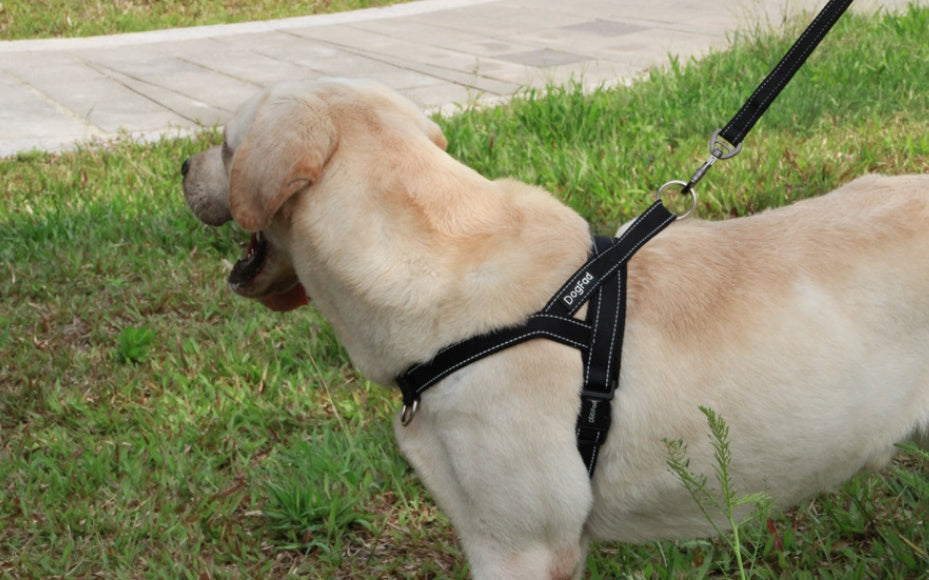 KFX-1642685 Adjustable Nylon Dog Chest Strap for Comfortable Fit - Multiple Sizes Available