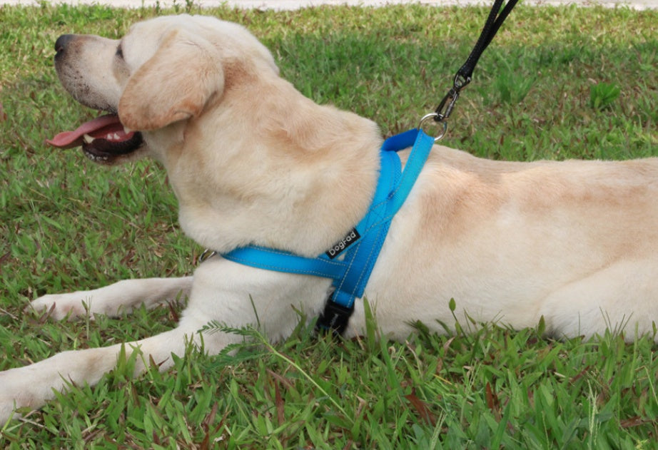KFX-1642685 Adjustable Nylon Dog Chest Strap for Comfortable Fit - Multiple Sizes Available