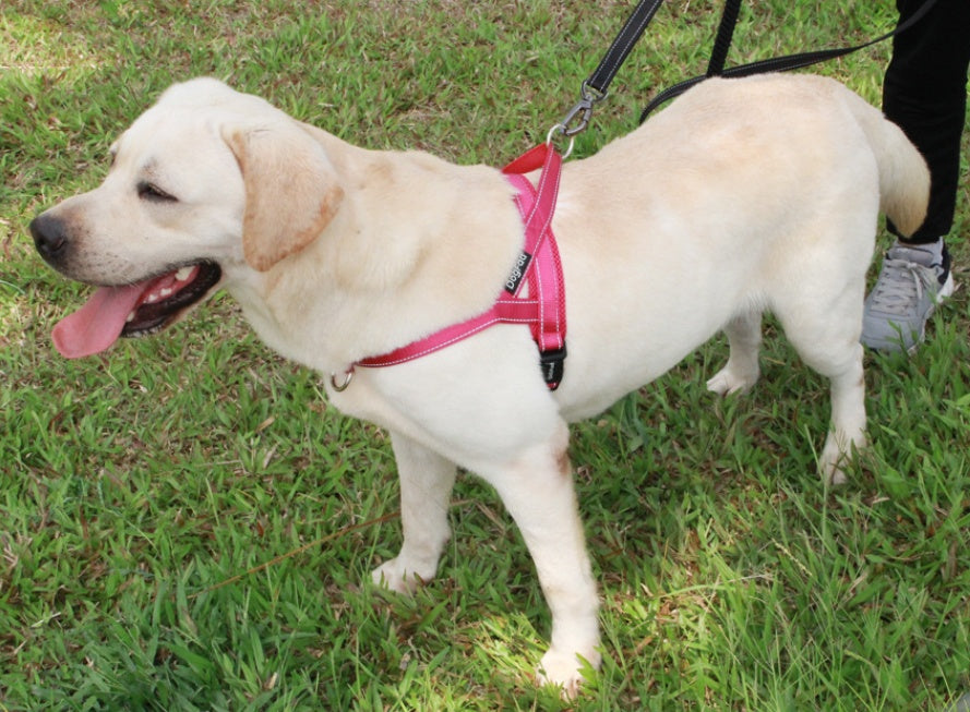 KFX-1642685 Adjustable Nylon Dog Chest Strap for Comfortable Fit - Multiple Sizes Available
