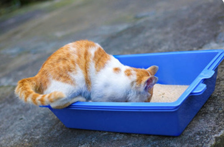 KFX-1664445 Three-Layer Cat Litter Box for Cats Up to 10 kg - PP Material, 44cm x 32cm x 10cm, Compatible with Bentonite Litter