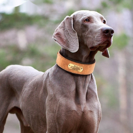 KFX-1706941 Widened Microfiber Leather Dog Collar with Anti-Lock Lettering for Medium and Large Dogs