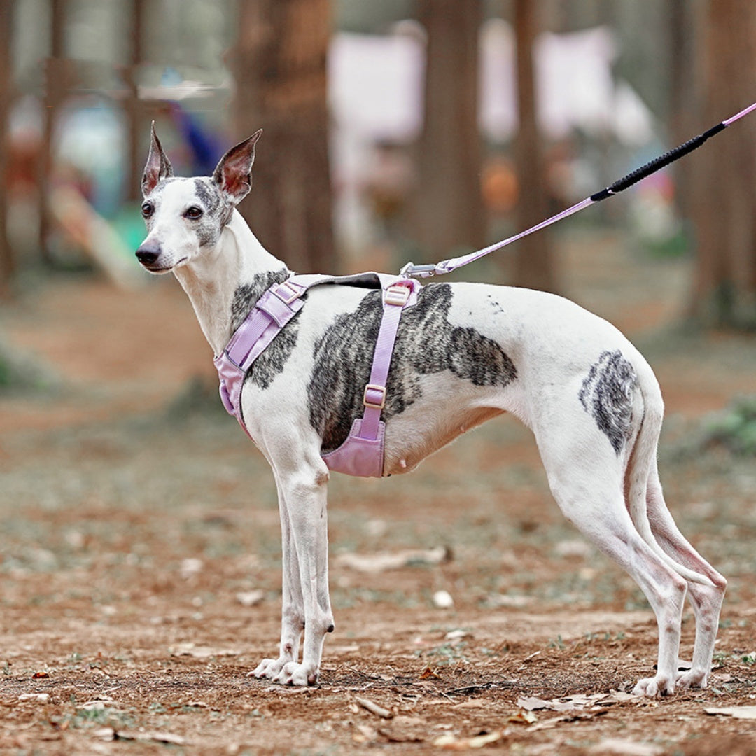 KFX-1708221 Adjustable Rope Pet Harness for Medium to Large Dogs - Multiple Color Options Available