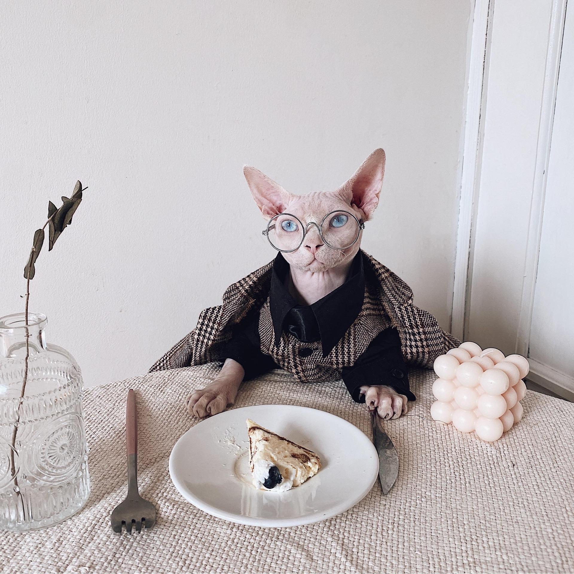 KFX-1720125 Sphinx Cat Outfit with Camel Plaid Jacket, Vest, and Shirts in Multiple Sizes