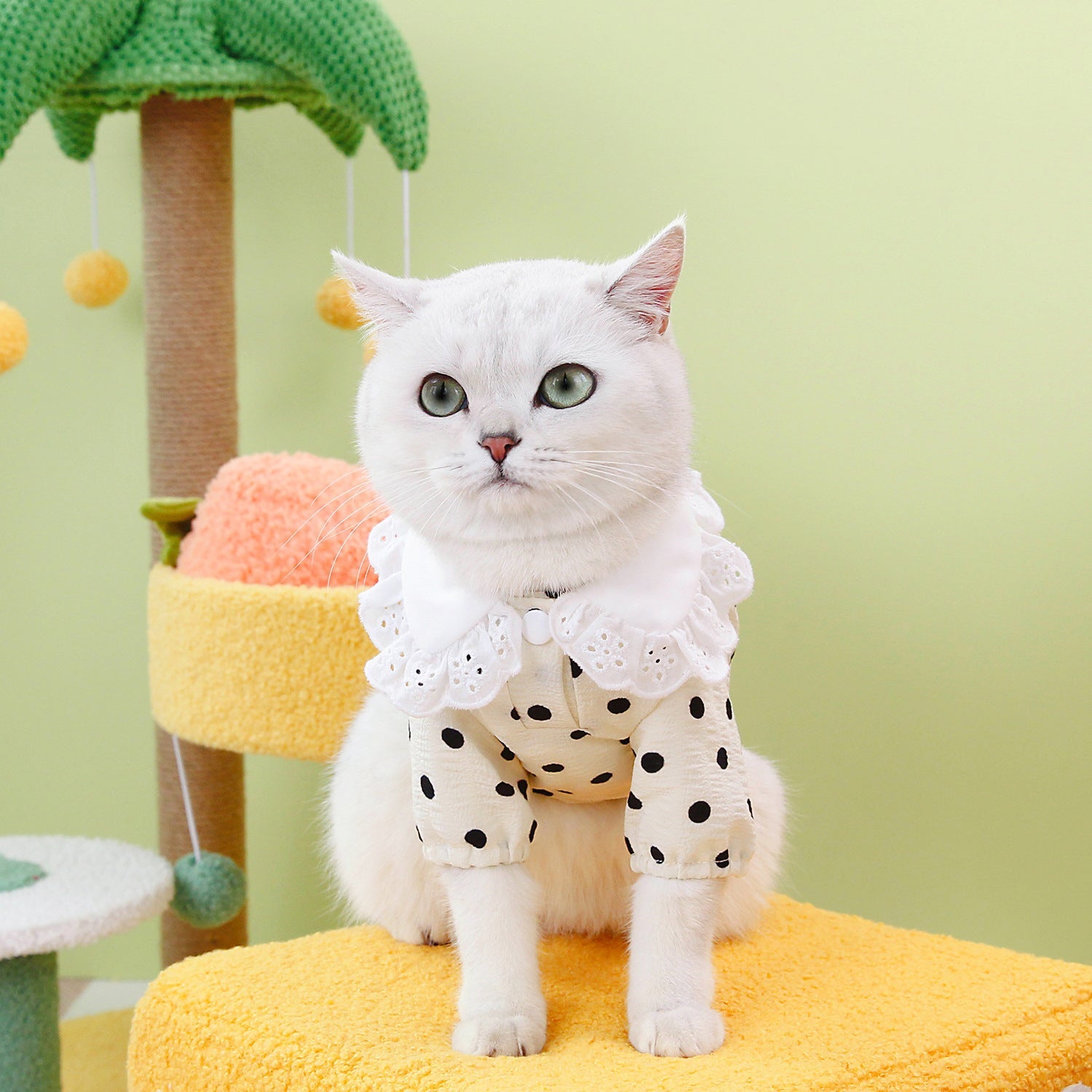 KFX-1740093 Casual Blue Ragdoll Cat T-Shirt in Black and Beige - Polyester Clothing for Pets