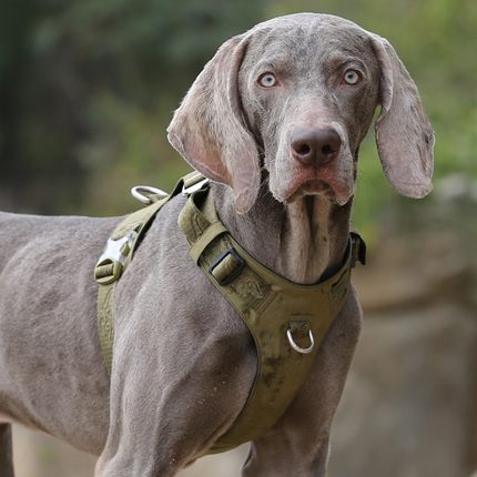 KFX-1752509 Adjustable Dog Harness with Traction Rope - Durable Oxford, Mesh, and Nylon for Outdoor Walking and Training