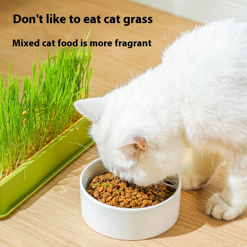 KFX-1881789 Hydroponic Cat Grass Grow Kit - Large & Small Options with Seeds Included