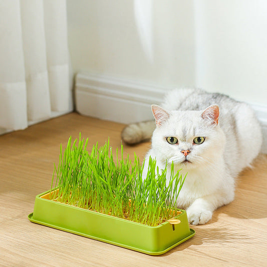 KFX-1881789 Hydroponic Cat Grass Grow Kit - Large & Small Options with Seeds Included