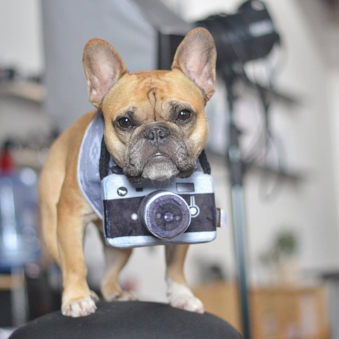 KFX-1900605 Plush Dog Camera Photo Prop Toy - Interactive Photography Accessory for Pets