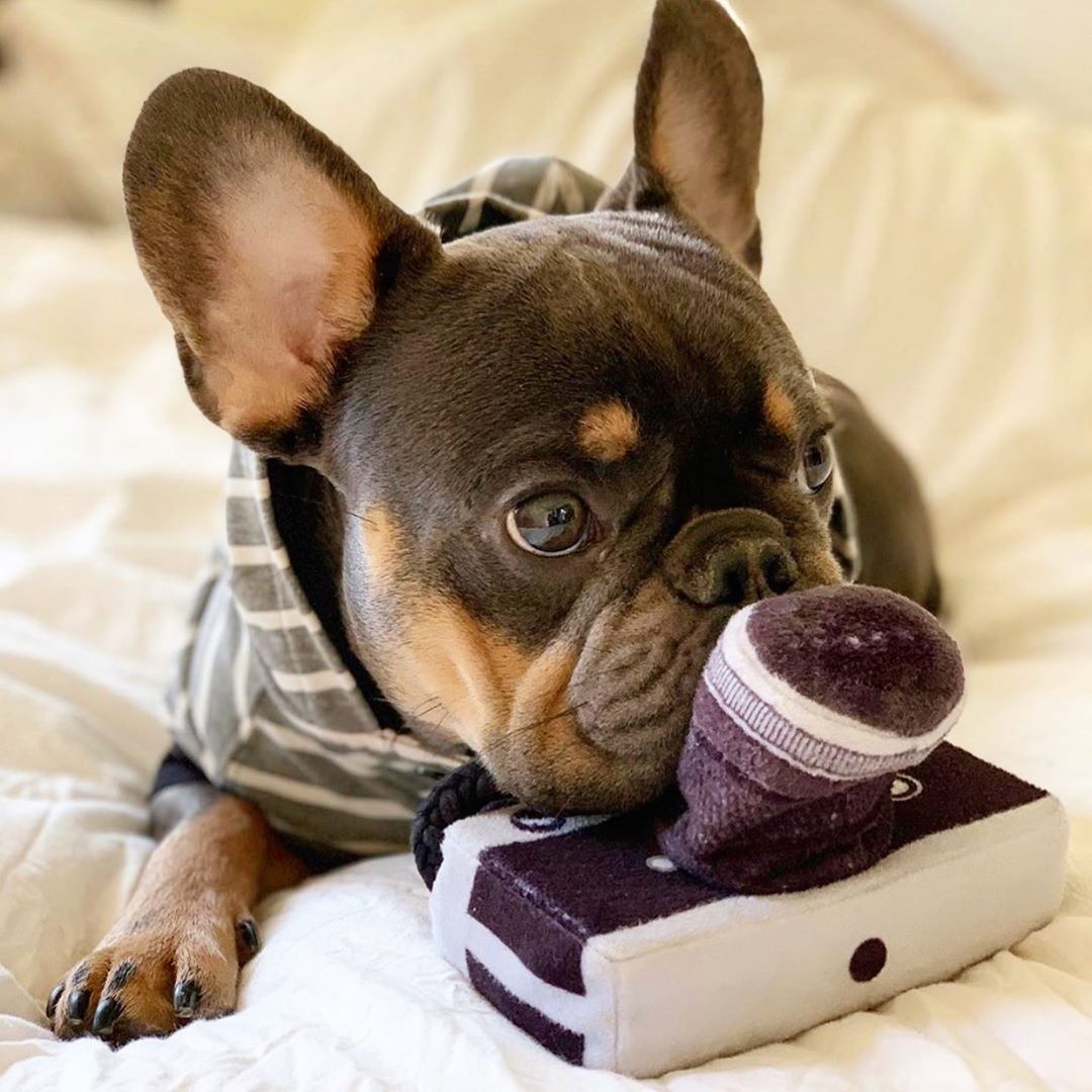 KFX-1900605 Plush Dog Camera Photo Prop Toy - Interactive Photography Accessory for Pets