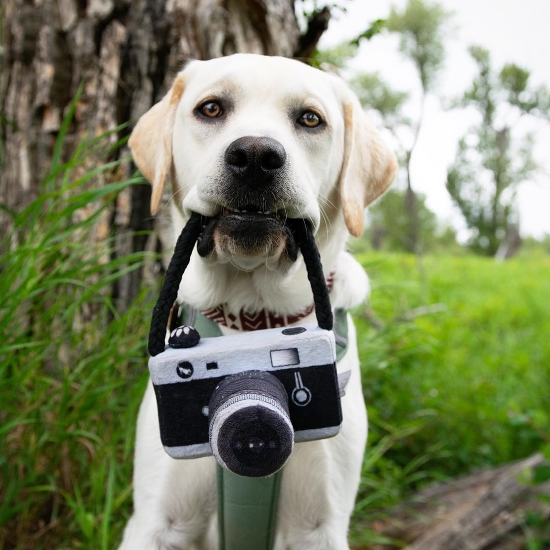 KFX-1900605 Plush Dog Camera Photo Prop Toy - Interactive Photography Accessory for Pets