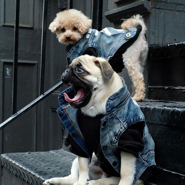 KFX-1925181 Denim Dog Vest with Zebra Stripes for Small to Extra Large Dogs