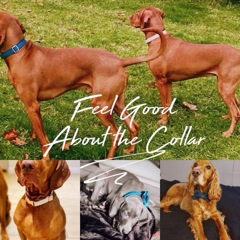 KFX-1930557 Velvet Dog Collar and Leash Set with Bow Tie - Customizable, Soft Cotton Lining