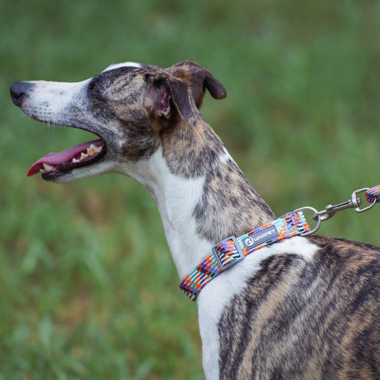 KFX-1938109 Outdoor Hand Holding Rope for Medium to Large Dogs - Nylon, Casual Design, Available in Multiple Colors