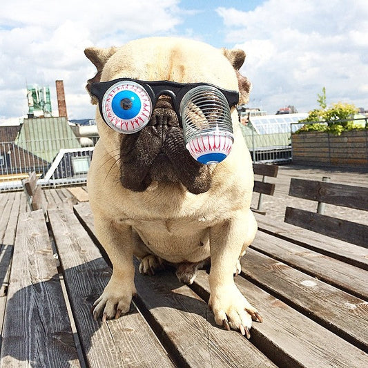 KFX-1995709 Stylish Round Lens Glasses for Pets - Colorful Headwear for Cats and Dogs