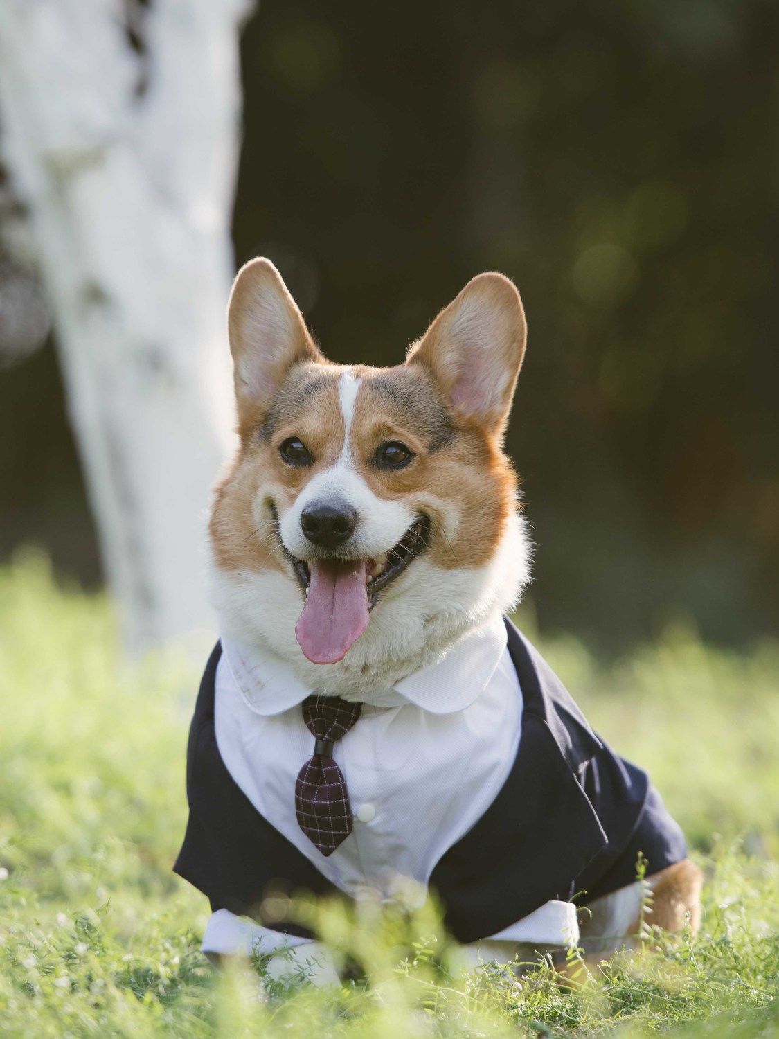 KFX-2007997 Navy Blue Pet Suit Dog Dress Tuxedo with Fake Two-Piece Design - Available in Multiple Sizes