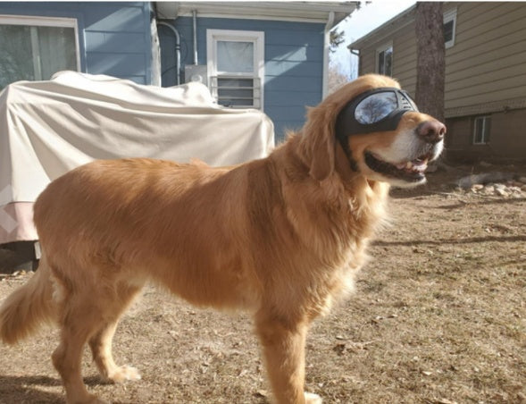 KFX-2061245 Comfortable Waterproof Pet Goggles for Large Dogs – Soft Frame Dog Sunglasses for Eye Protection