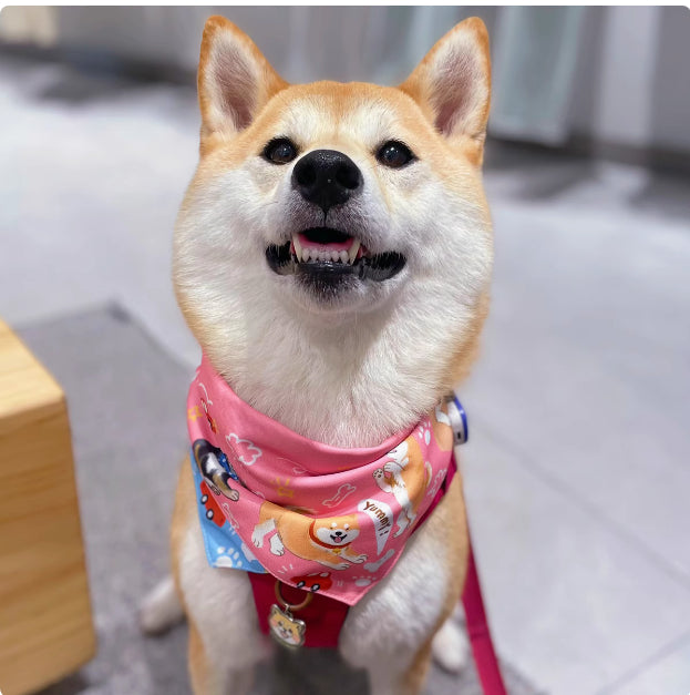 KFX-2072765 Reversible Shiba Inu Triangular Scarf for Small Dogs - Pink/Blue & Dark Blue/Pink Options