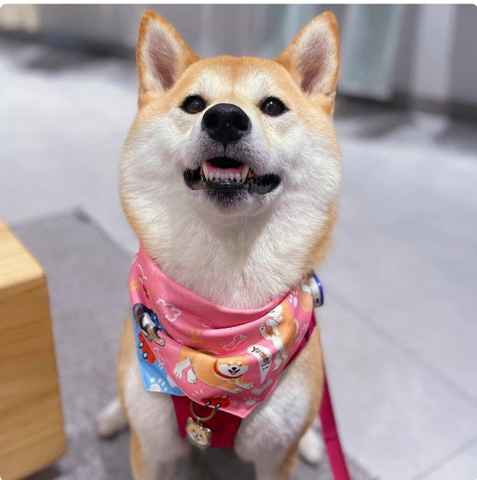 KFX-2072765 Reversible Shiba Inu Triangular Scarf for Small Dogs - Pink/Blue & Dark Blue/Pink Options