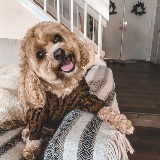 KFX-2111677 Casual Brown Sweater for Medium and Large Puppies in Wool