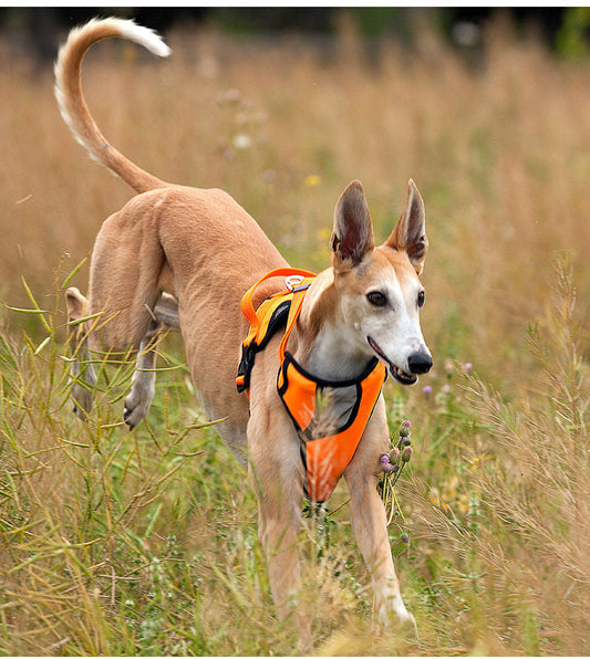 KFX-2172733 Adjustable Nylon Thoracolumbar Band for Medium and Large Dogs