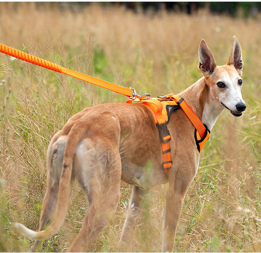 KFX-2172733 Adjustable Nylon Thoracolumbar Band for Medium and Large Dogs