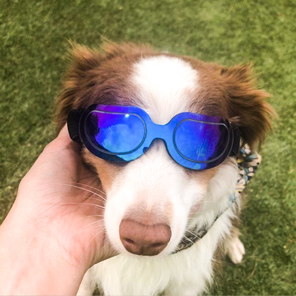 KFX-2192317 Colorful Dog and Cat Sunglasses with UV Protection – Stylish and Durable Pet Eye Wear