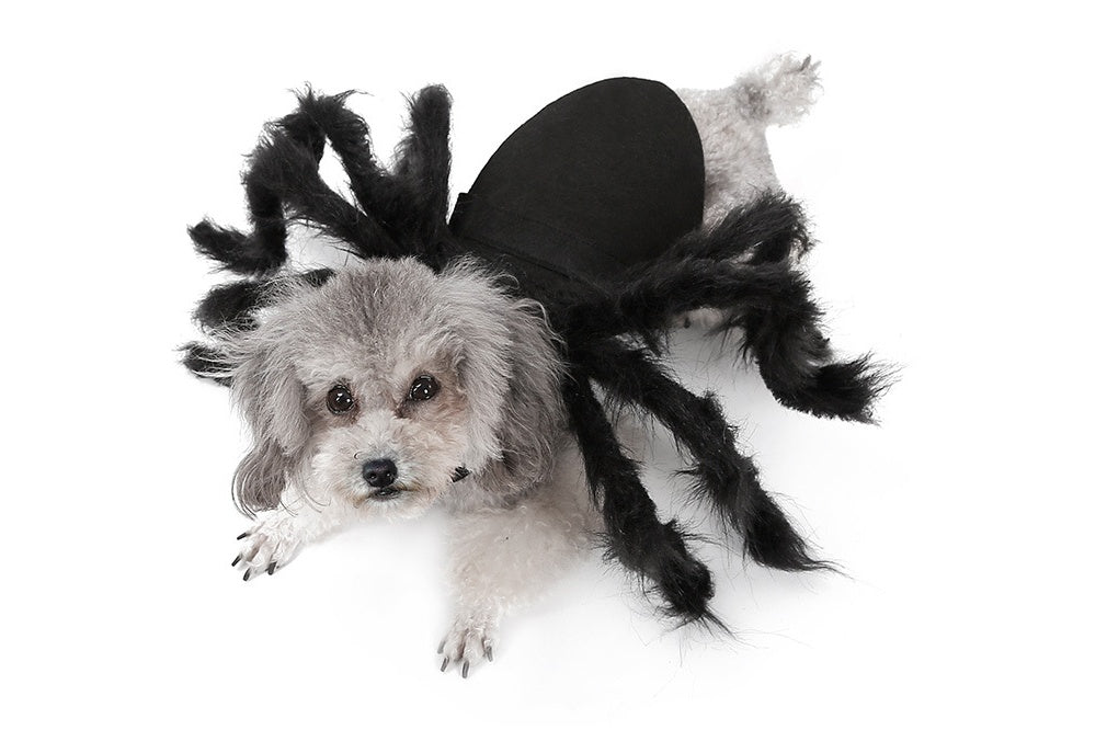 KFX-2227645 Pet Spider Costume for Dogs and Cats - Feather Dress-Up Accessory for Halloween and Parties