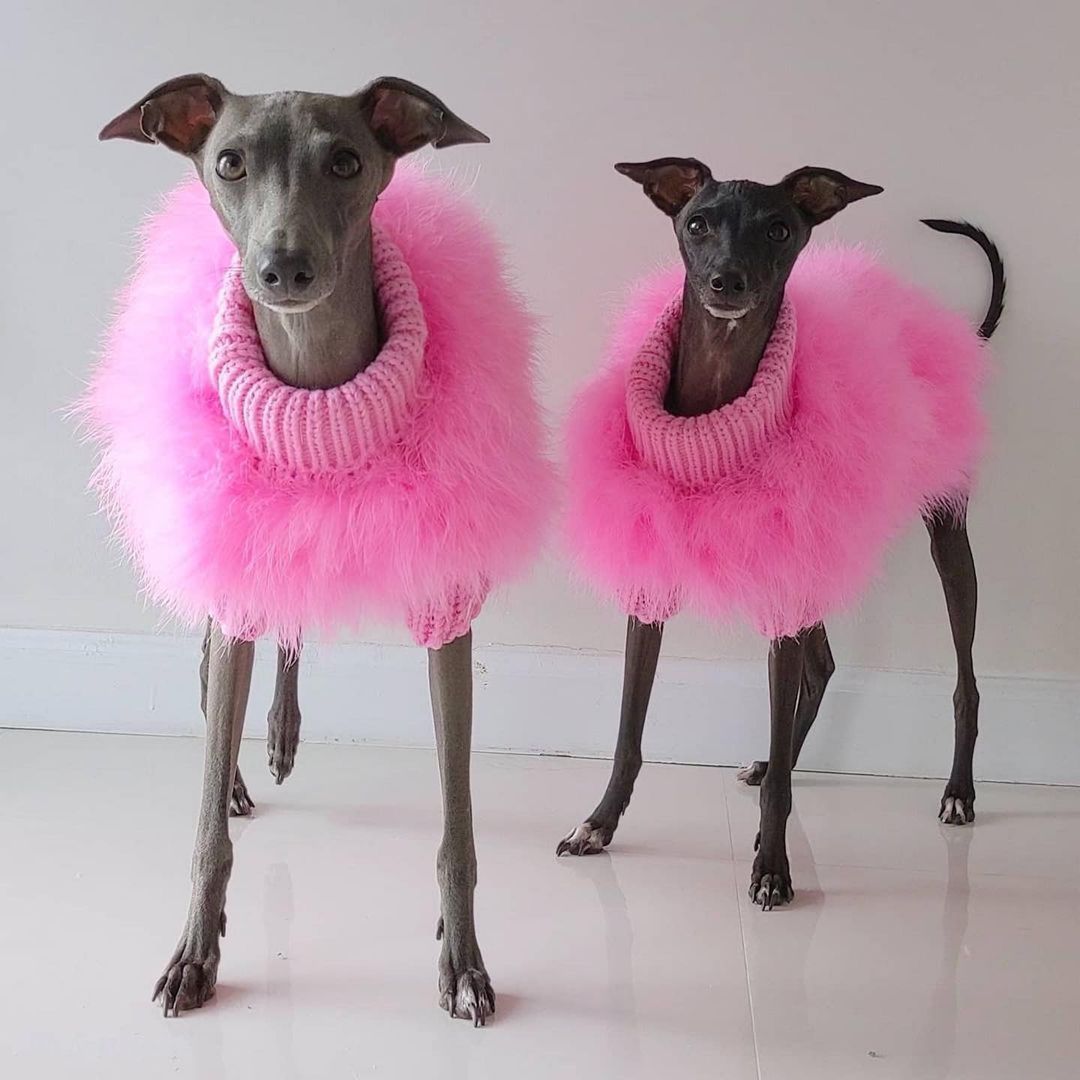 KFX-2242749 Luxury Dog Sweater for Autumn and Winter with Turkey Feather Design