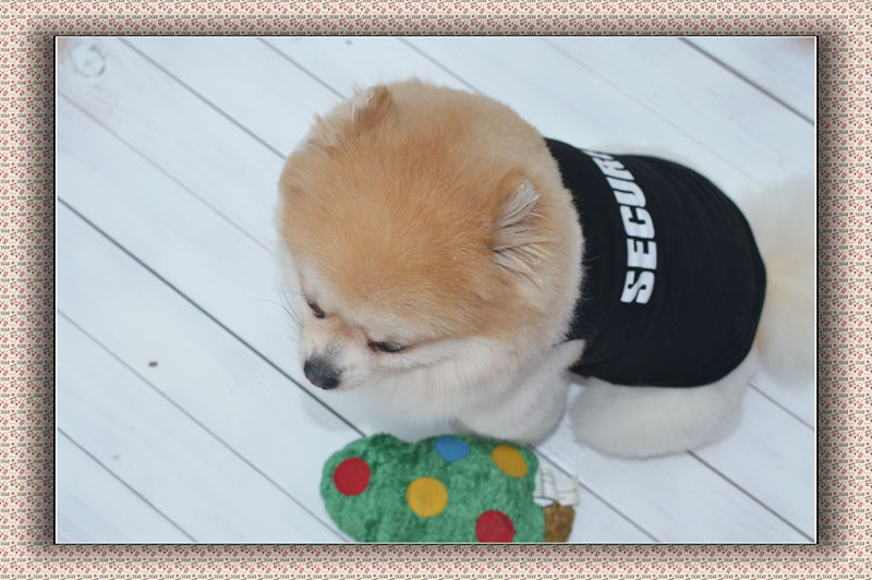 KFX-2321597 Lightweight Cotton Black Dog Vest for Spring and Summer Wear