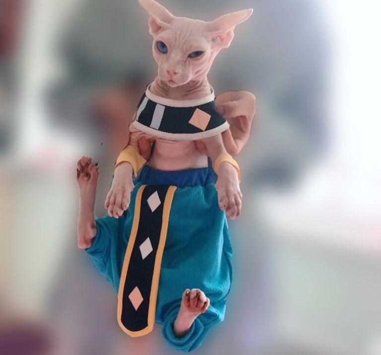 KFX-2322365 Trendy Blue Cat Clothes for Hairless Cats - Comfortable Cotton Suit for All Ages