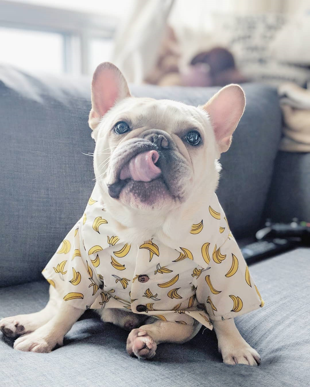 KFX-2341437 Summer Printed Cotton Shirts for Small Dogs - Green Leaf, Banana, Denim - Multiple Sizes Available