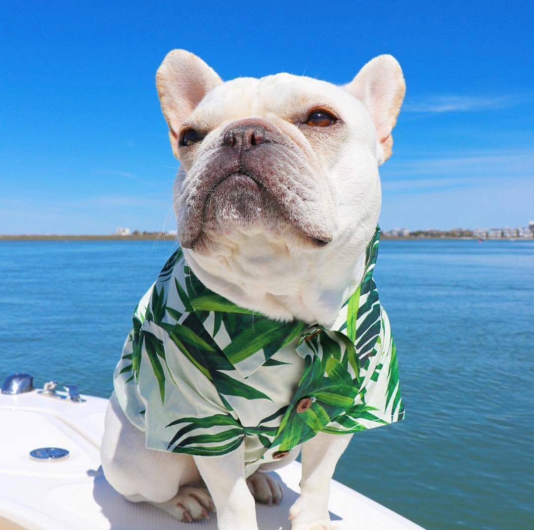 KFX-2341437 Summer Printed Cotton Shirts for Small Dogs - Green Leaf, Banana, Denim - Multiple Sizes Available