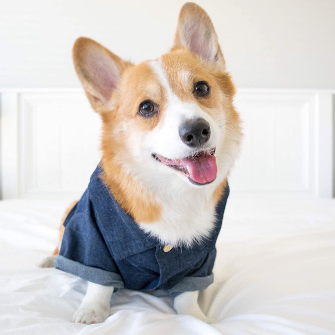 KFX-2341437 Summer Printed Cotton Shirts for Small Dogs - Green Leaf, Banana, Denim - Multiple Sizes Available