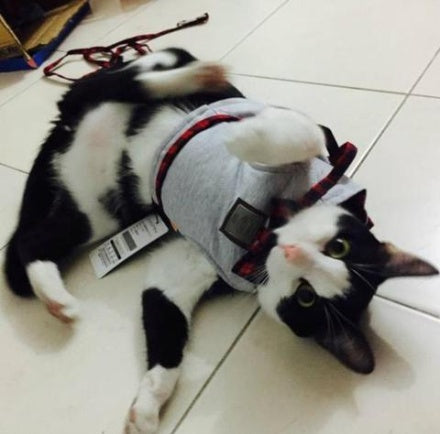 KFX-2369341 Adjustable Kitty Cat Harness with Leash, Knitted Fabric & Cotton Cloth, Multiple Sizes Available