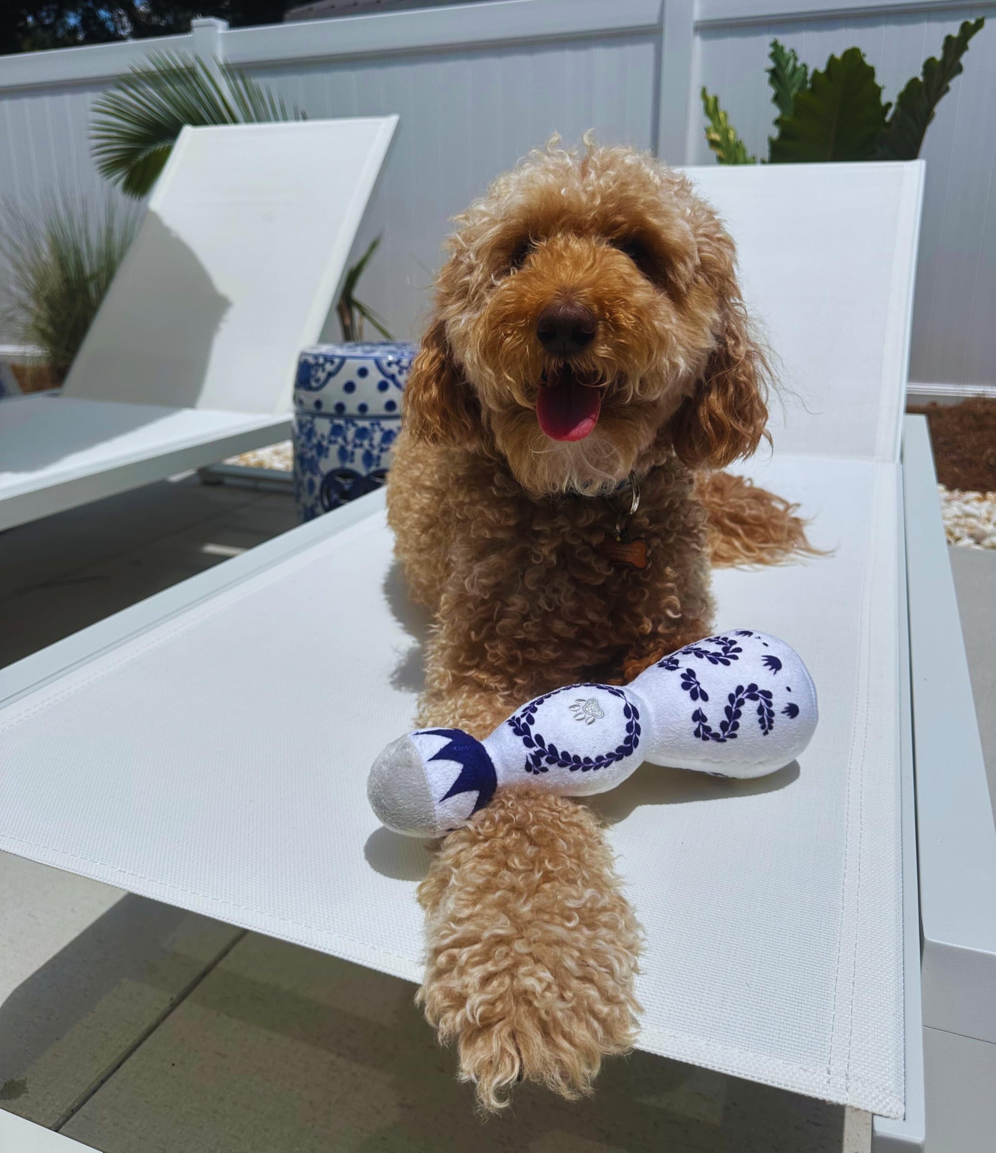 KFX-2379069 Tequila Bottle Plush Dog Toy with Squeaker - Fun and Soft for All Dog Sizes
