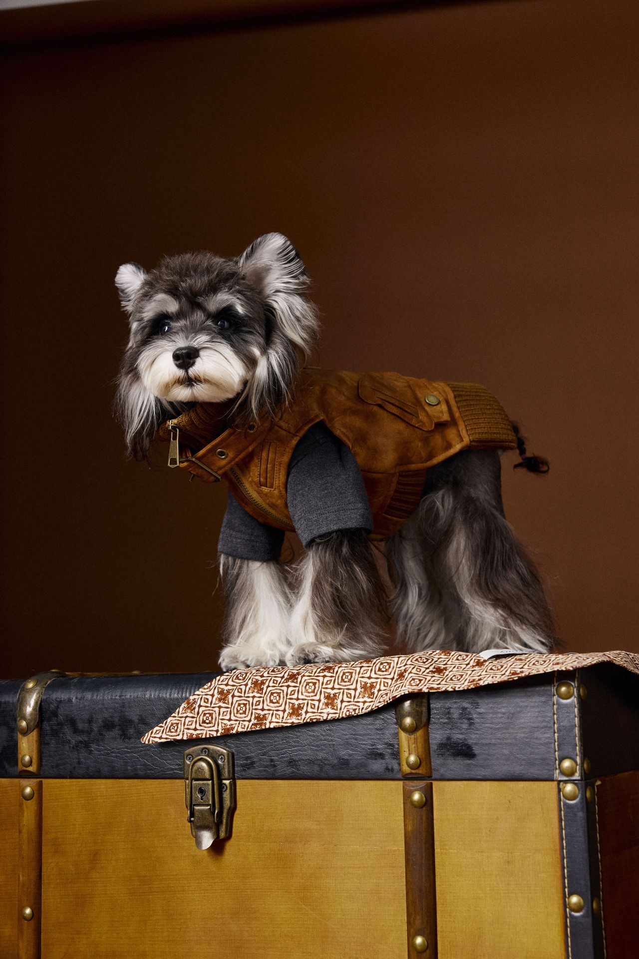 KFX-2380349 Schnauzer Teddy Bichon Retro Sleeveless Leather Vest for Pets - Size XS to XXL