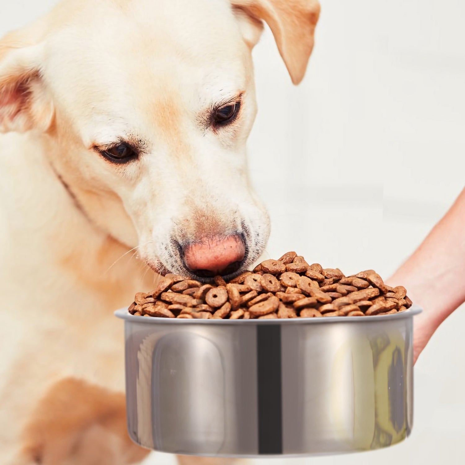 KFX-2408765 Stainless Steel Hanging Dog Bowl with Clamp Holder for Pet Cages - Detachable, Medium Size