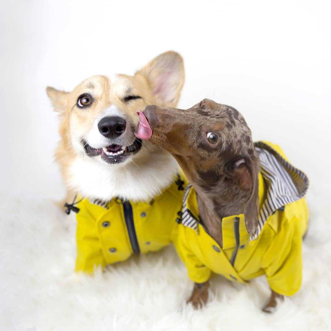KFX-2427453 Windproof and Rainproof Pet Jacket in Yellow, Casual Style, Made of Polyester and Cotton